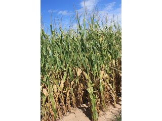 Property photo 31 - LAND AUCTION, 3255+/- Acres offered in 13 Tracts